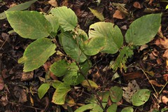 Flemingia paniculata